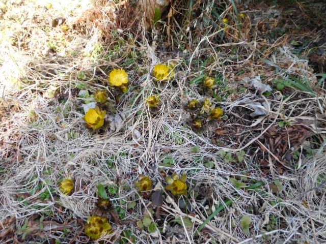 フクジュソウ１